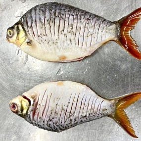 CÁ HE MUỐI LẠT - SALTED RIVER BARB FISH