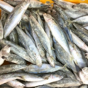 CÁ NỤC - ROUND SCAD FISH