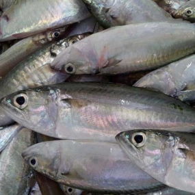 CÁ BẠC MÁ - INDIAN MACKEREL FISH