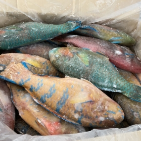 CÁ MÓ - FROZEN PARROTFISH