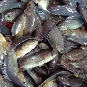 CÁ RÔ ĐỒNG NGUYÊN CON - CLIMBING PERCH FISH