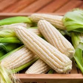 BẮP NẾP - WHITE CORN