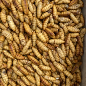 NHỘNG - COOKED SILK WORM